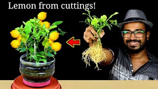 How to grow Lemon tree from cuttings Easily for FREE | Cuttings Propagation