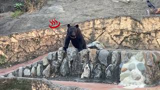 【くまさん】これが本当のカラスの行水。#おもしろ動画 #クマ #かわいい動物 #bear #ツキノワグマ #お風呂 #zoo #動物園