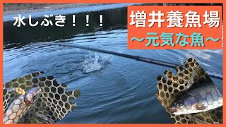 増井養魚場は元気な魚↑↑ 【エリアトラウト初心者#15】【管理釣り場】 #エリアトラウト #管理釣り場 #増井養魚場 #トラウト