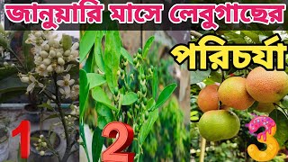 জানুয়ারি মাসে লেবু গাছের পরিচর্যা। লেবু গাছে এখনো ফুল আসেনি  এখনই করুন এই পরিচর্যা