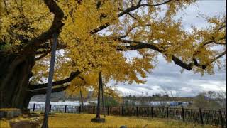 [2015. 11. 14.]  칠석동 은행나무 사진들 Some photos of the ginkgo tree at Chilseokdong, South Korea