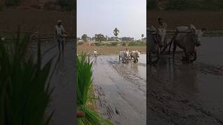 రైతుకు న్యాయం ఎక్కడ?                                    #agriculture #farming #ytshorts #trending