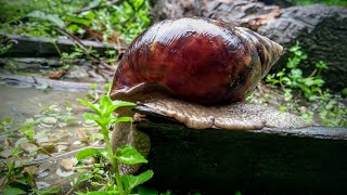 Snail in rainy day || #samuk # snail #শামুক #घोंघा #shorts #SHORTS