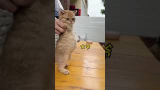 猫狗搞笑合集 #1🐶🐱 #宠物 #毛小孩 #tiktok抖音