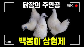 백봉오골계 닭 키우기(Chicken raising)