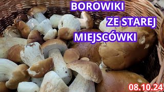 POWRÓT NA STARĄ MIEJSCÓWKĘ. SKARŻYSKIE BOROWIKI I PODGRZYBKI