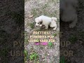 PRETTIEST PYRENEES PUPPY GIRL USING YARD 1st TIME !!!