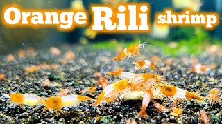 Beautiful Orange Rili Neocaridina Shrimp