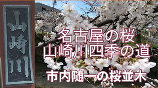 名古屋の桜 お花見スポット　山崎川四季の道　市内随一の桜並木を車窓からゆっくりお花見    Cherry-blossom viewing in Nagoya Yamazaki River