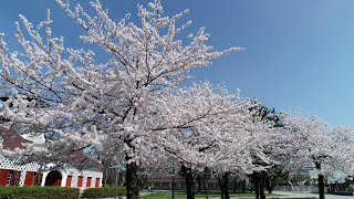 「そらなび」新潟の桜 総集編Ⅱ 2024年3月30日放送回