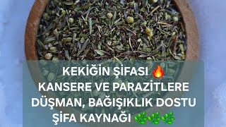 Tıbbi Kekik Şifası 🌿 Antikanser, Antiviral ve Parazit Karşıtı Etkileri Üzerine