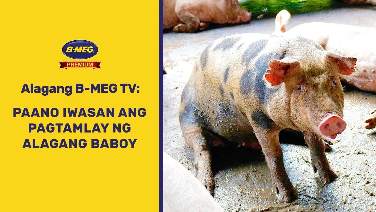 Tamang Pagkain Sa Alagang Baboy