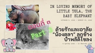 รวมภาพและคลิปความน่ารักของน้องตุลา ตอนที่ ๓ In Loving Memory of Little Tula, the baby elephant EP.3