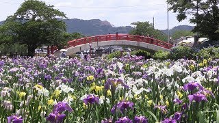 ハナショウブが見頃＝愛知・豊橋