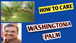 How To Care Washingtonia Palm / Mexican Palm / Fan Palm