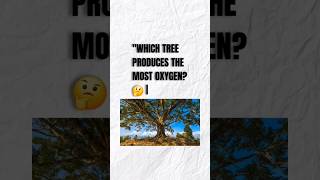 What TREE Produces the Most Oxygen? #trending