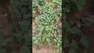 Cowpea Cultivation | தட்டைபயறு சாகுபடி|Village