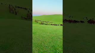 Hulunbuir beautiful grassland 我的草原我的馬，他想咋耍就雜耍。