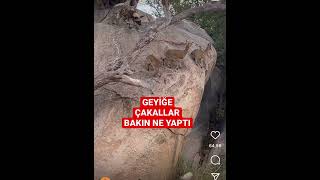 Geyiklere çakallar bakın ne yaptı #geyik #karaca #çakal #cakal #belgesel #shorts #short #shortsvideo