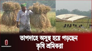 ইরি-বোরো ক্ষেতে তাঁবু টাঙিয়ে ধান কাটা মাড়াই | Naogaon News | Independent TV