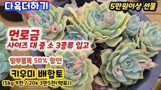 다육더하기(3) 먼로금 크기 3종류 입고 / 애플로즈 다육이 일부품목 50%할인