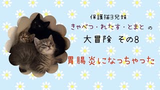 【預かりボランティアのお仕事・保護猫に里親が決まるまで】その8）胃腸炎になっちゃった