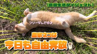 【11/7】毎日自由な農家ネコたち🐈‍⬛🐈【農園生活ダイジェスト】