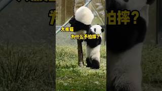 熊猫为什么不怕摔？这不仅仅是天赋，也是它们后天努力的结果。#大熊猫 #解压 #神奇动物 #科普