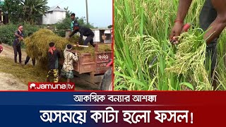 আকস্মিক বন্যার আশঙ্কা, পাকার আগেই কাটতে হচ্ছে ফসল | Haor Harvesting