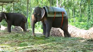 Elephant Junction [ Kumily, Kerala, India ]