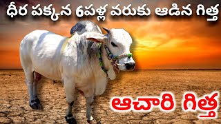 ధీర పక్కన 6పళ్లవరకు చరిత్ర సృష్టించిన ఆచారిగారి గిత్త | K Nissar | DVR Bulls RK Bulls | PR Memorial