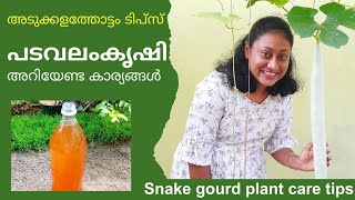 Snake gourd plant care tips |പടവലം കൃഷി അറിയേണ്ട കാര്യങ്ങൾ🌱