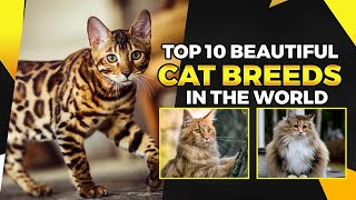 MEET THE MOST BEAUTIFUL CAT IN THE WORLD