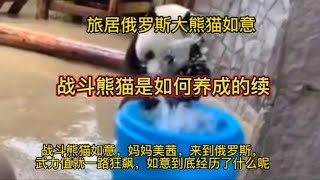 大熊猫 旅居俄罗斯大熊猫如意，3年就变身战斗熊猫