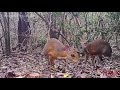 mouse like deer just photographed after it vanished for 25 years time