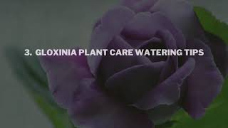 Gloxinia Plant Care Dos and Don’ts