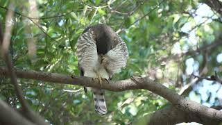 鳳頭蒼鷹(Crested Goshawk)，休息整理羽毛，白頭翁一直警戒叫。