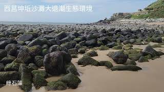 西莒坤坵沙灘大退潮生態環境     方塊海  潮間帶   藍眼淚   燕鷗棲息地  我家冰箱在海邊