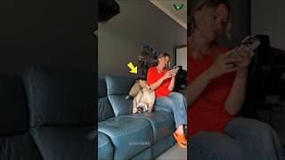 Playful Dog’s Hilarious Couch Fall