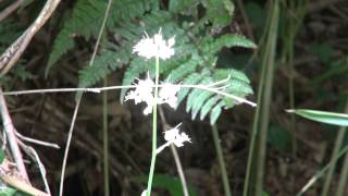 Flower of Pollia, ヤブミョウガの花