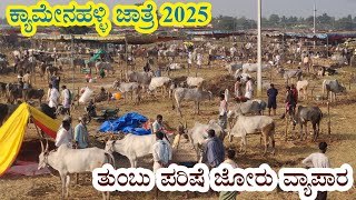 Kyamenahalli cattle fair 2025 in full swing