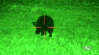 ATN X-Sight NV Footage Big Boar Limping