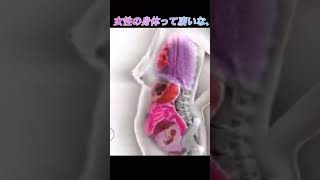 妊娠初期から臨月までのお腹の中#shorts #japan #shortvideo