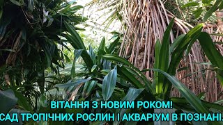 ПАЛЬМЯРНЯ-Ботанічний Сад Тропічних Рослин в Познані🪷🌵🌴#пальмярнявпознагі#пальмярнявпольщі#польща#сад