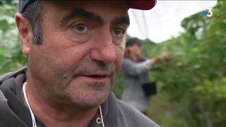 Corrèze : les myrtilles souffrent de la sécheresse