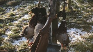 2 Man Mallard Limit! | Indiana Duck Hunt Episode 2