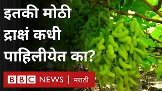 Maharashtra Grapes Farming : Sangli Tasgao Grapes ना कसा मिळाला तिप्पट भाव?