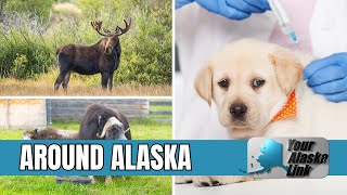 AROUND ALASKA: Moose Hunting, Meet the Muskox and Pet Vaccines!