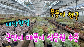 대단한걸 대품 다육명가 구경왔어요 #자연군생 #다육이 #국민이대품 #다육명가 #창다육