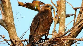 Juvenile Brahminy kite ( Brahminy kite first flight)